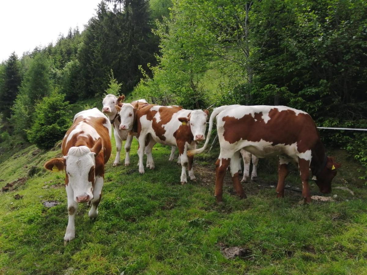Hintergugg Mittersill